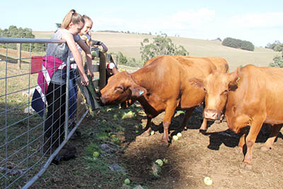 Alyssa_Roylance_and_Madi_Wyntjes_feeding_cattle_C.jpg